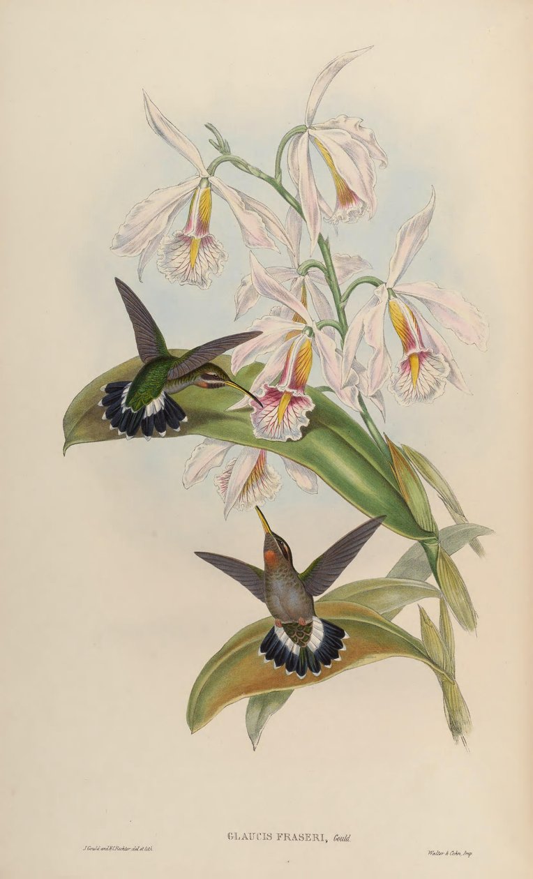 Glaucis fraseri = Threnetes ruckeri ruckeri بواسطة جون جولد
