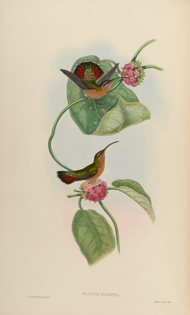 Glaucis mazeppa = Glaucis hirsutus hirsutus بواسطة جون جولد
