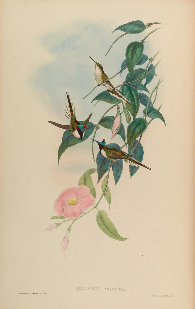 Heliactin cornuta = Heliactin bilophus بواسطة جون جولد