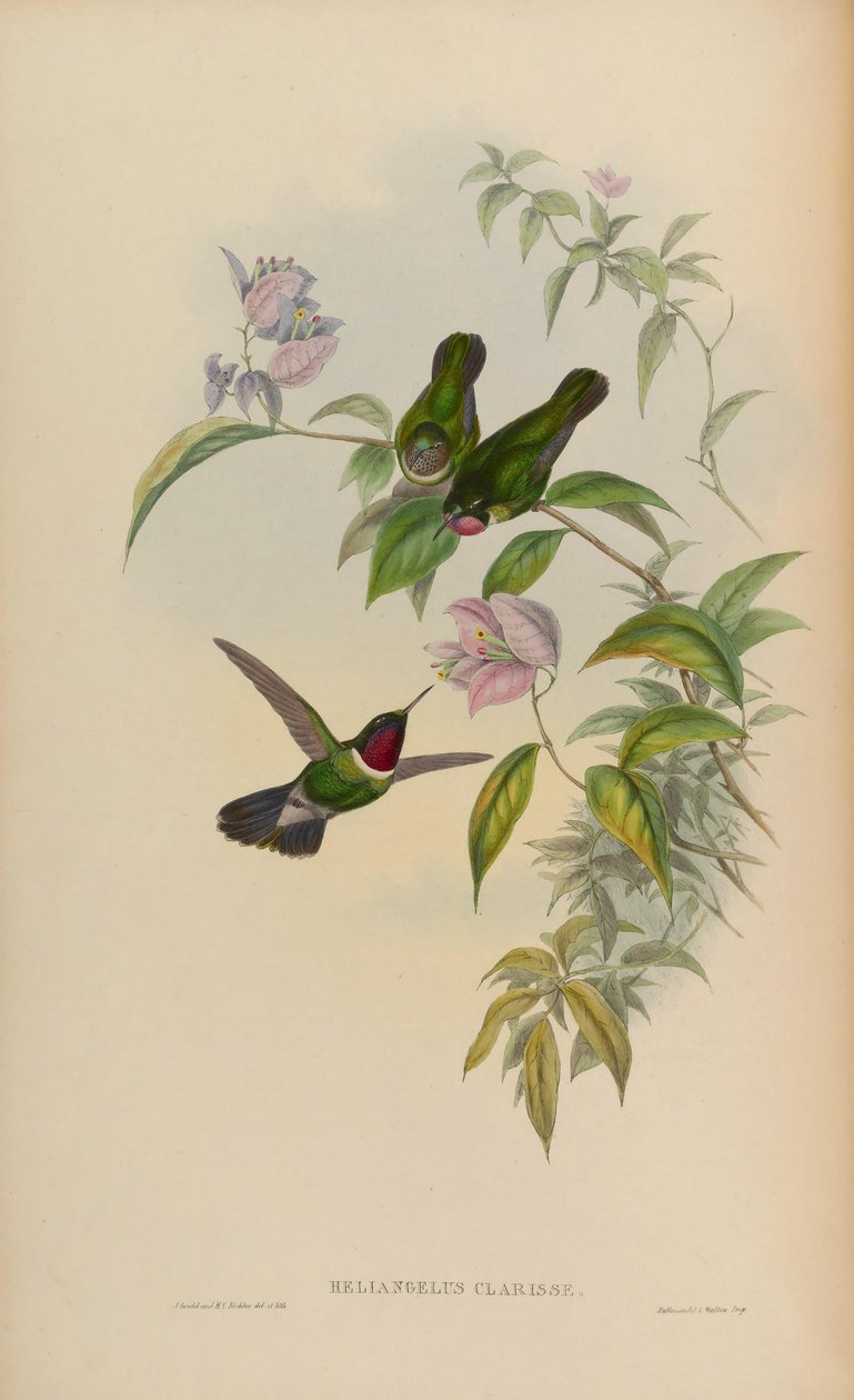 Heliangelus clarissae = Heliangelus amethysticollis clarisse بواسطة جون جولد