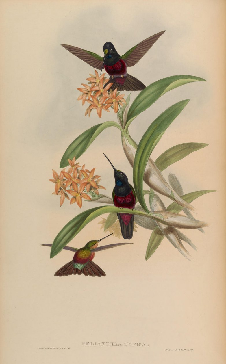 Helianthea typica = Coeligena helianthea بواسطة جون جولد