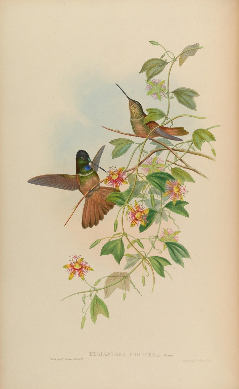 Helianthea violifera = Coeligena violifer بواسطة جون جولد