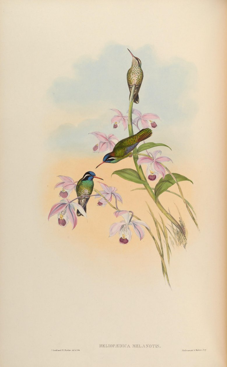 Heliopaedica melanotis = Basilinna leucotis بواسطة جون جولد