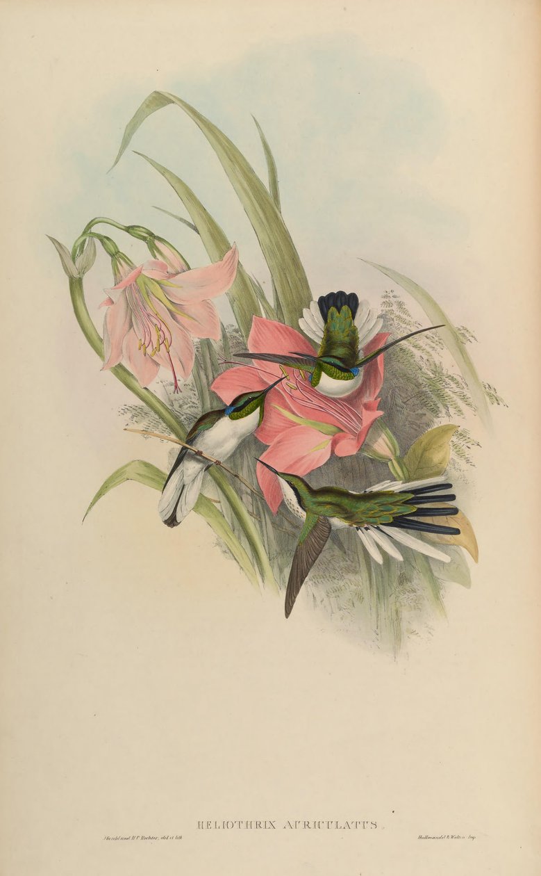 Heliothryx auriculata = Heliothryx aurita auriculata بواسطة جون جولد