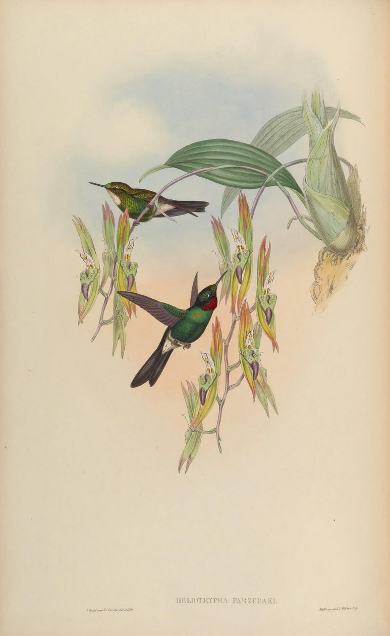 Heliotrypha parzudaki = Heliangelus exortis بواسطة جون جولد