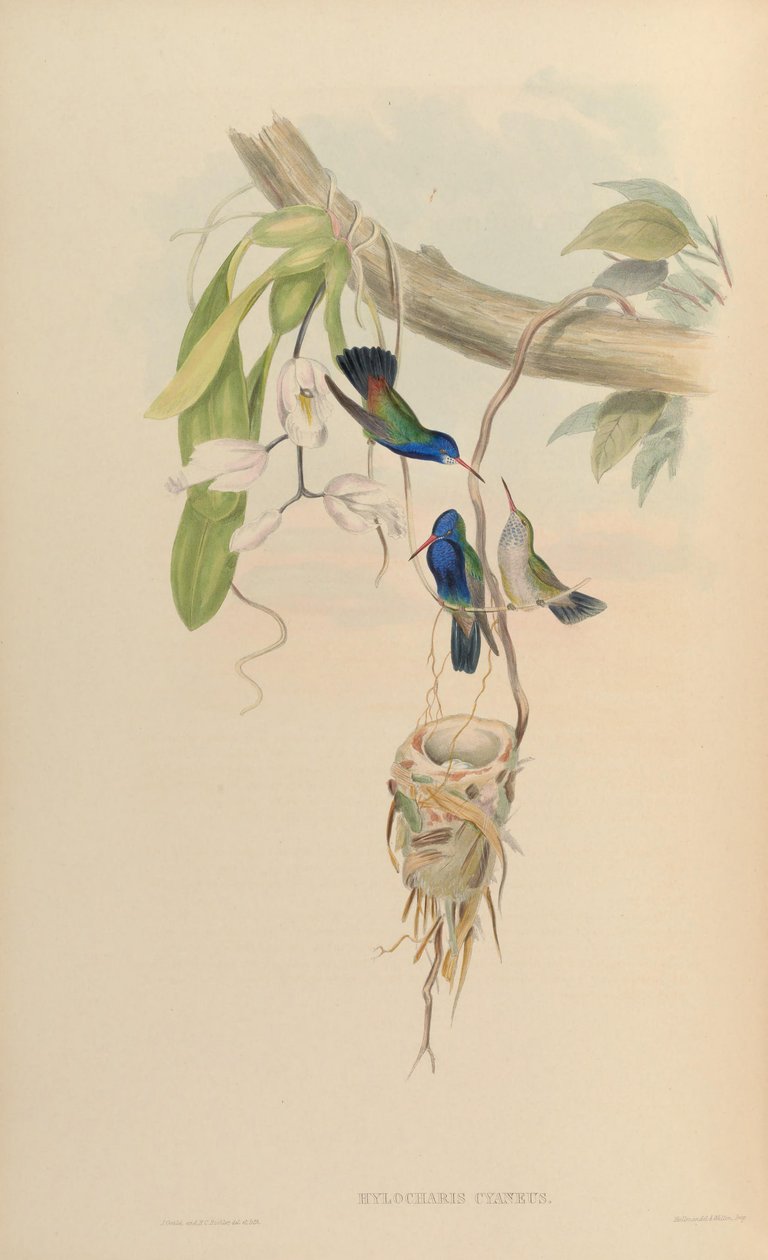 Hylocharis cyaneus بواسطة جون جولد