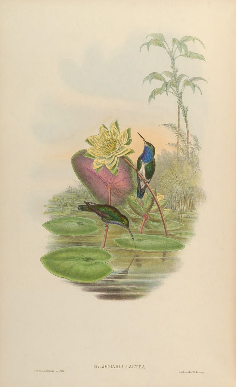 Hylocharis lactea = لاكتريا أمازيليا بواسطة جون جولد