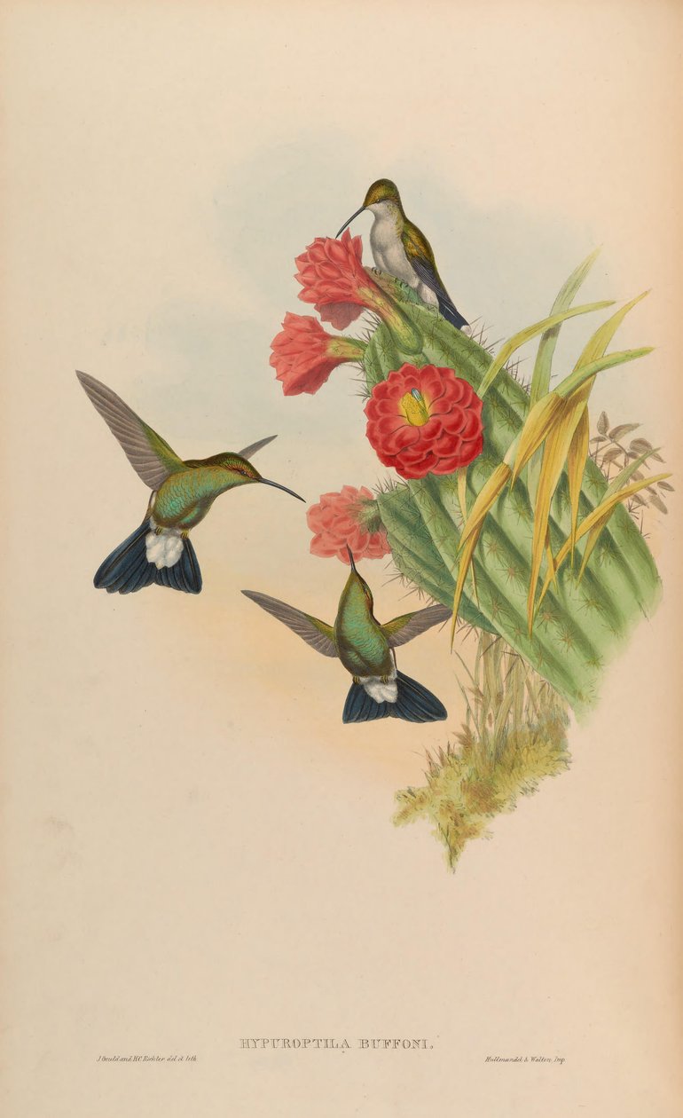 Hypuroptila buffonii = Chalybura buffonii بواسطة جون جولد