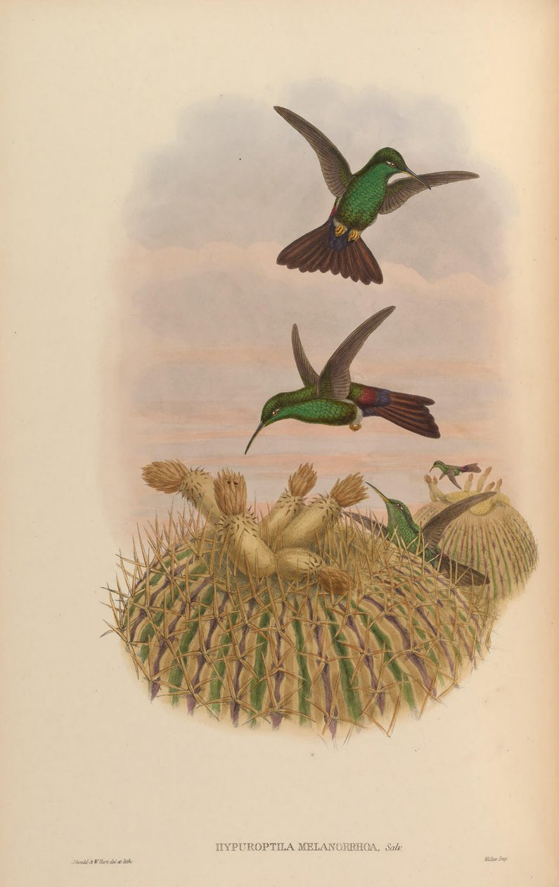 Hypuroptila melanorrhoa = Chalybura urochrysia بواسطة جون جولد