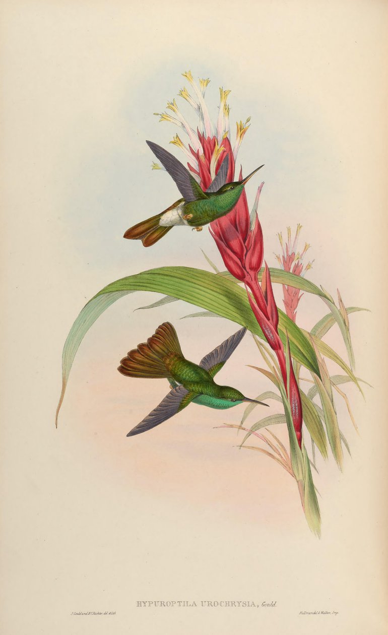 Hypuroptila urochrysia = Chalybura urochrysia بواسطة جون جولد
