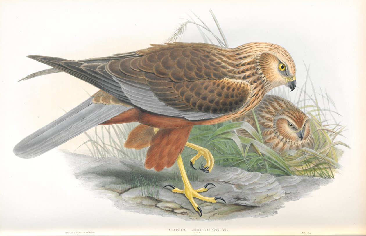 تصوير، بسبب، السيرك، Aeruginosus، (Marsh-Harrier) بواسطة جون جولد