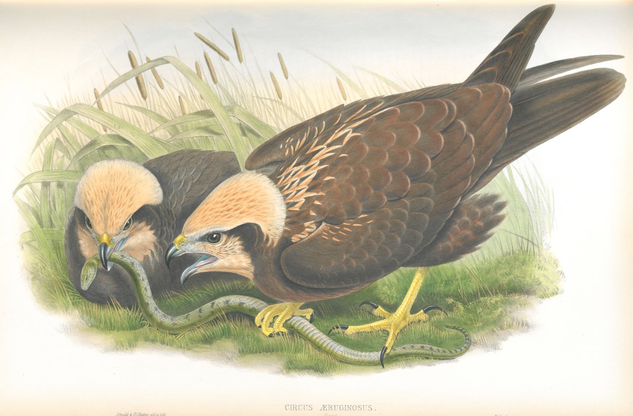 رسم توضيحي لسيرك Aeruginosus (Marsh-Harrier) ، رسم جون جولد ، من طيور بريطانيا العظمى المنشورة بواسطة جون جولد
