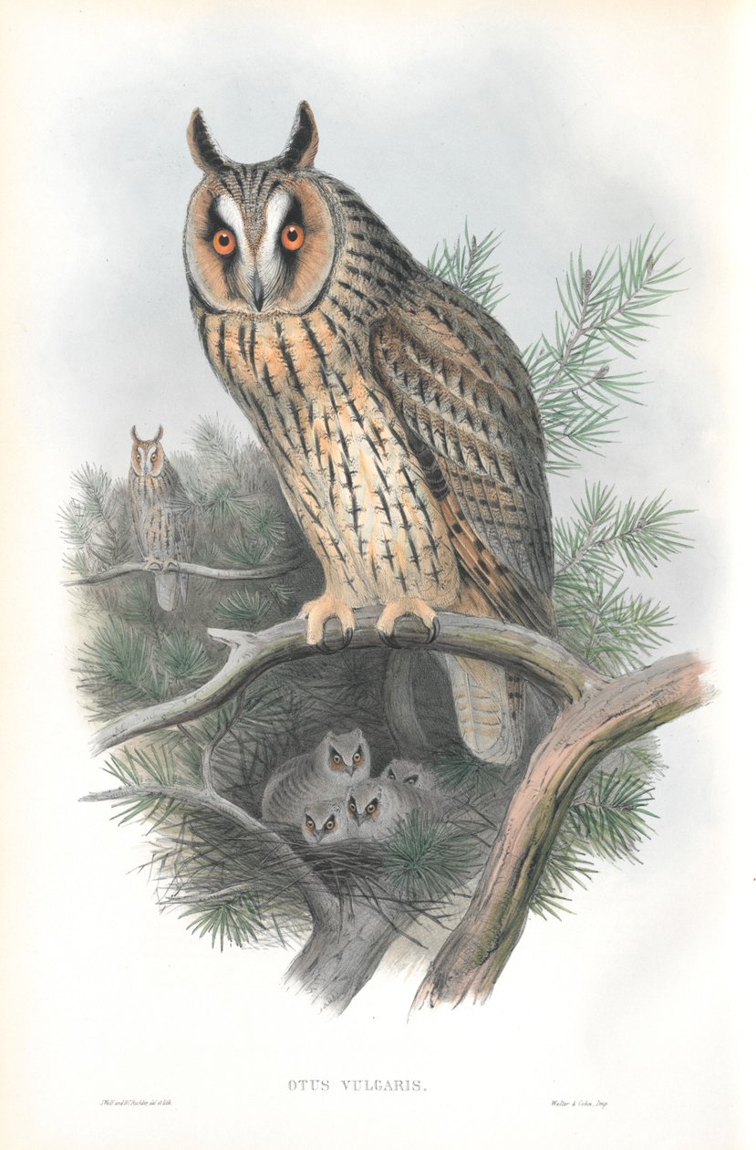 رسم توضيحي لـ Otis Vulgaris (بومة طويلة الأذن) بواسطة جون جولد