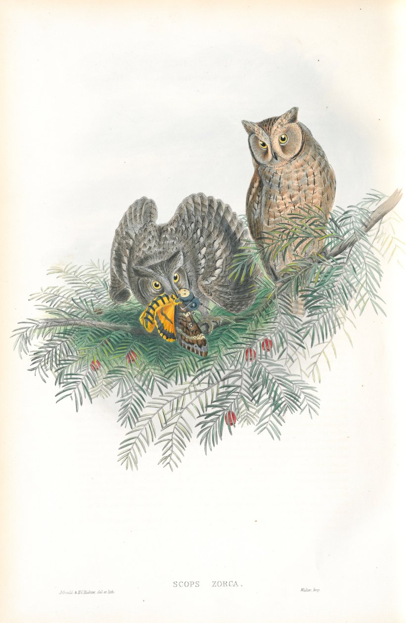 توضيح من Scops Zorca (Scops Eared Owl) بواسطة جون جولد