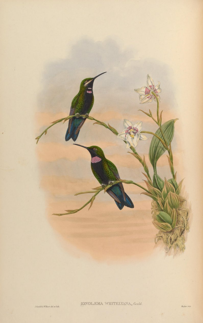 Ionolæma whitelyana = Heliodoxa Schreibersii whitelyana بواسطة جون جولد