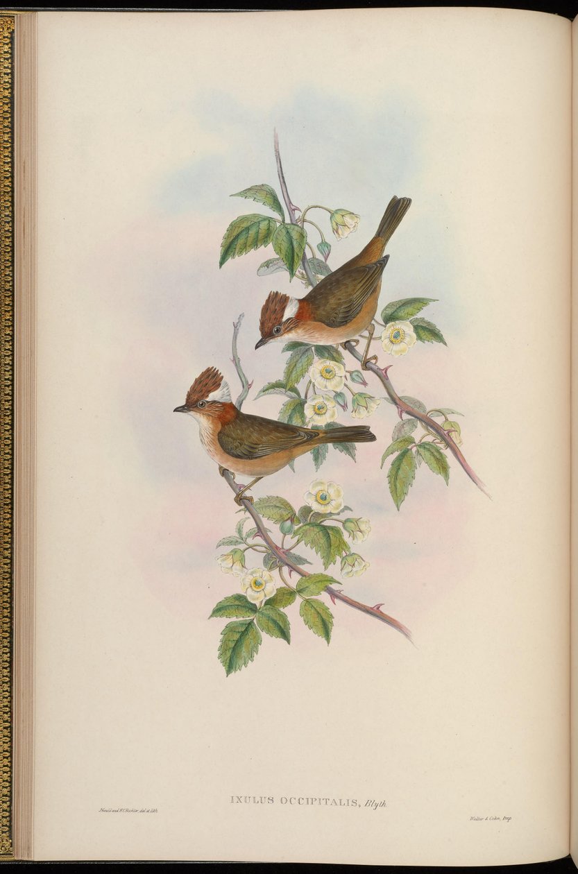 Ixulus occipitalis = مخبز يوهينا بواسطة جون جولد