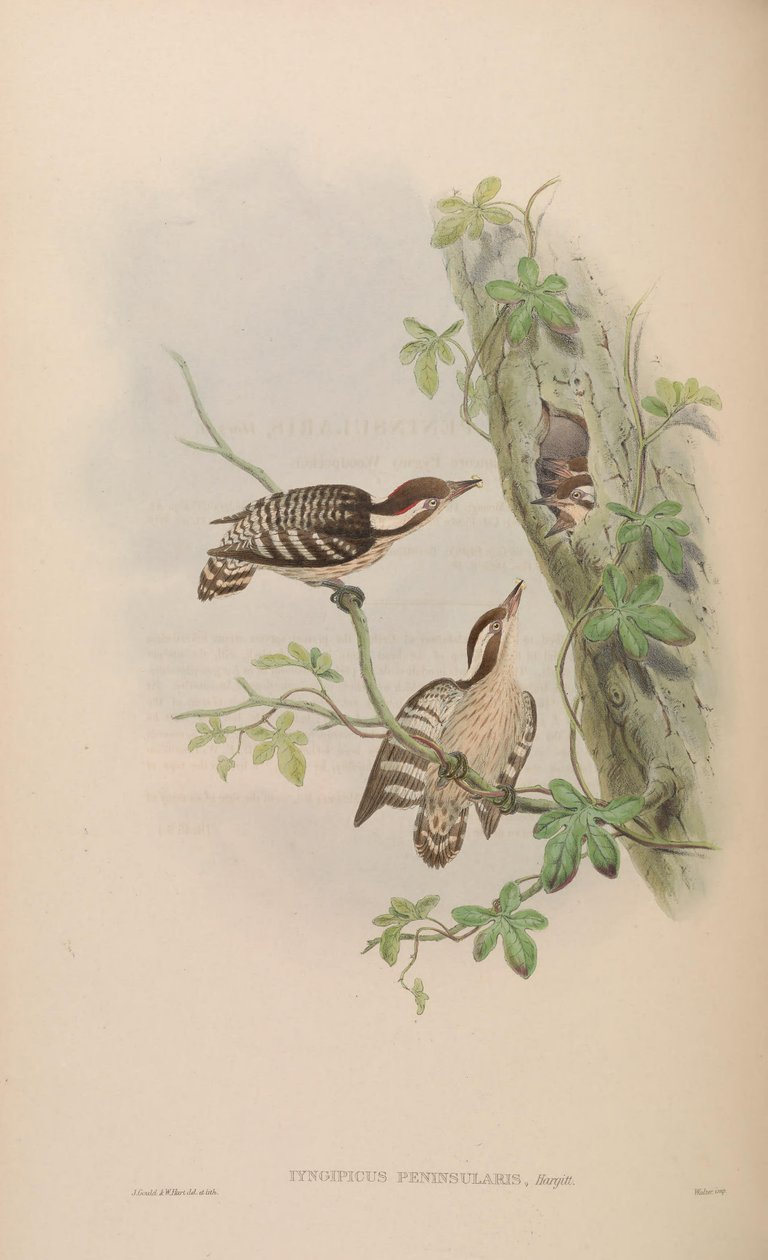 Iyngipicus gymnophthalmus peninsularis = Dendrocopos nanus gymnopthalmus [2] [3] بواسطة جون جولد
