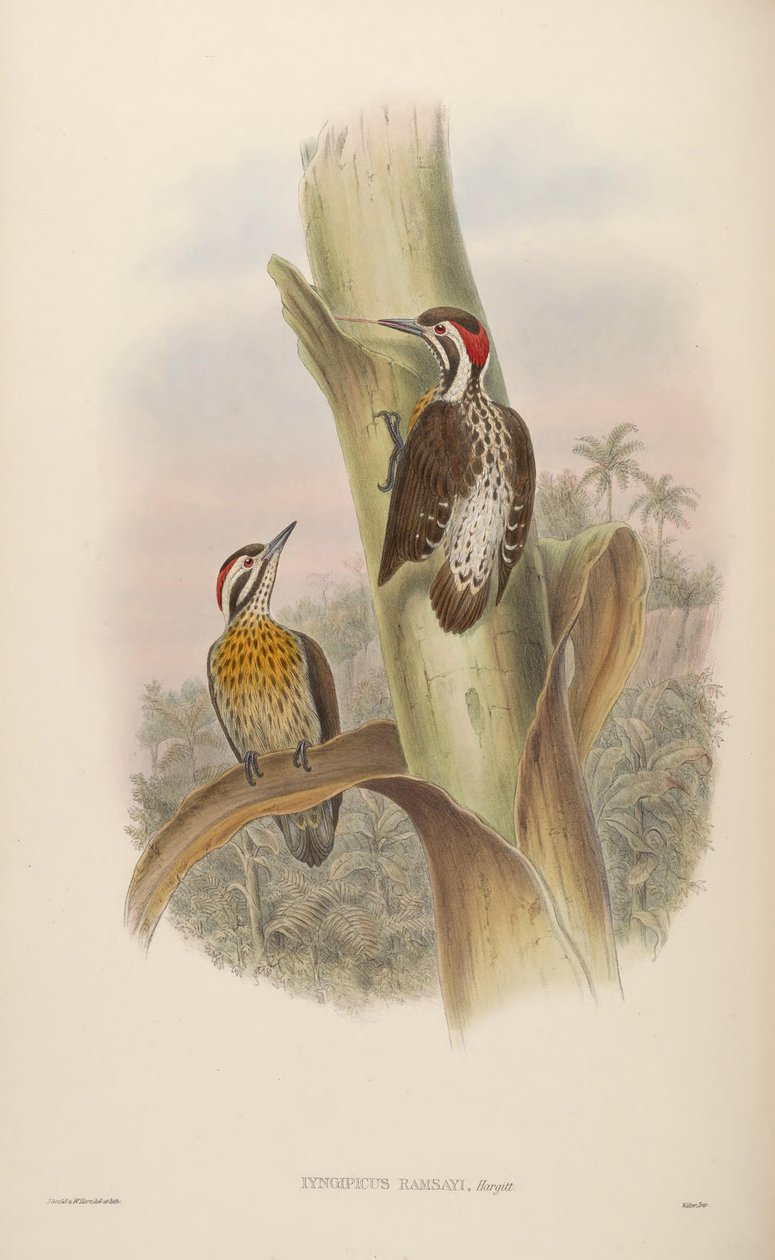 Iyngipicus ramsayi = Dendrocopos ramsayi ramsayi بواسطة جون جولد
