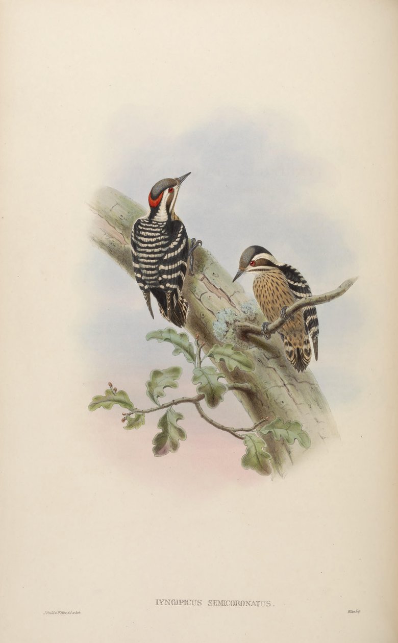 Iyngipicus semicoronatus = Dendrocopos canicapillus semicoronatus [2] بواسطة جون جولد