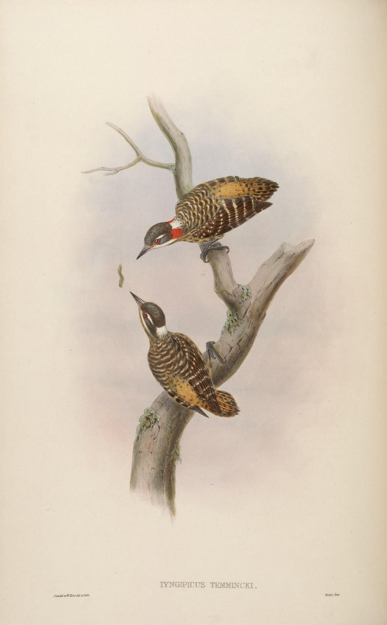 Iyngipicus temmincki = Dendrocopos temminckii [2] بواسطة جون جولد