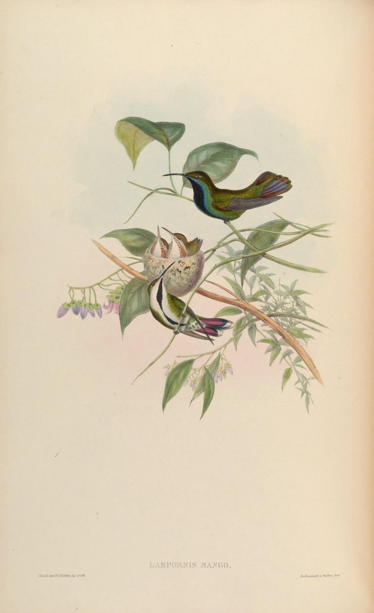 لامبورنيس مانجو = Anthracothorax nigricollis nigricollis بواسطة جون جولد