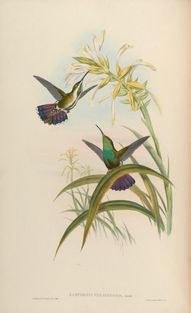 Lampornis veraguensis = Anthracothorax veraguensis بواسطة جون جولد