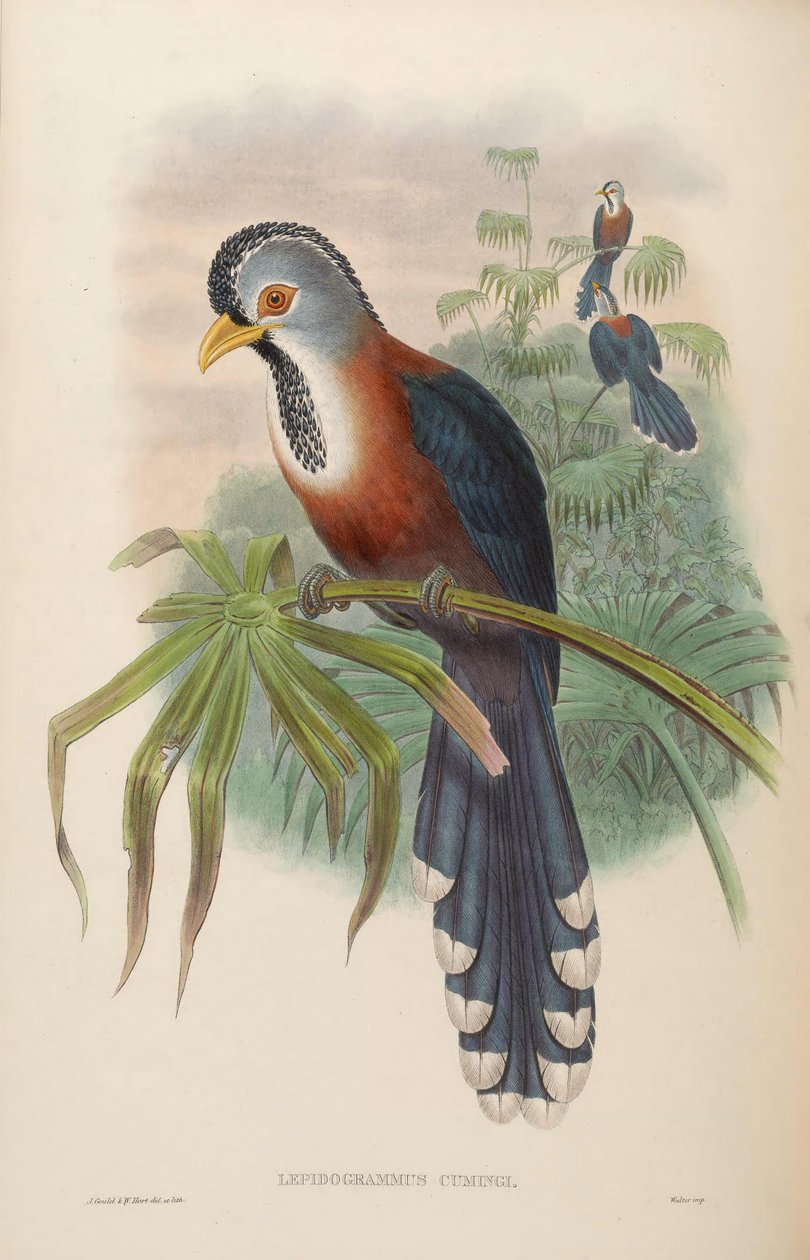 Lepidogrammus cumingi = Dasylophus cumingi بواسطة جون جولد