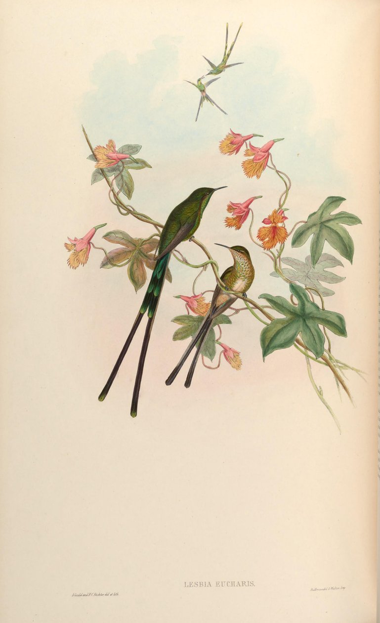 Lesbia eucharis = Lesbia victoriatoriae eucharis بواسطة جون جولد