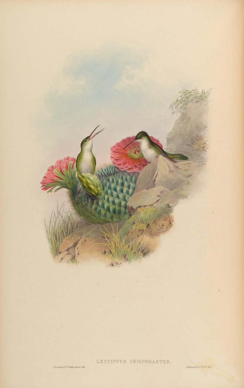ممرضة الدم Leucippus = chionogaster أمازيليا بواسطة جون جولد