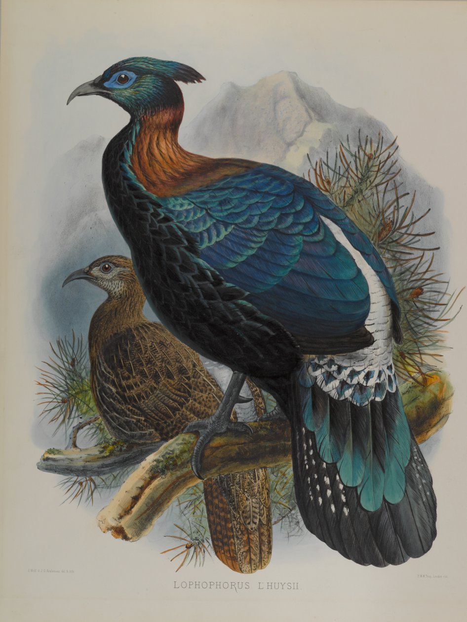 Lophophorus LHuysii بواسطة جون جولد