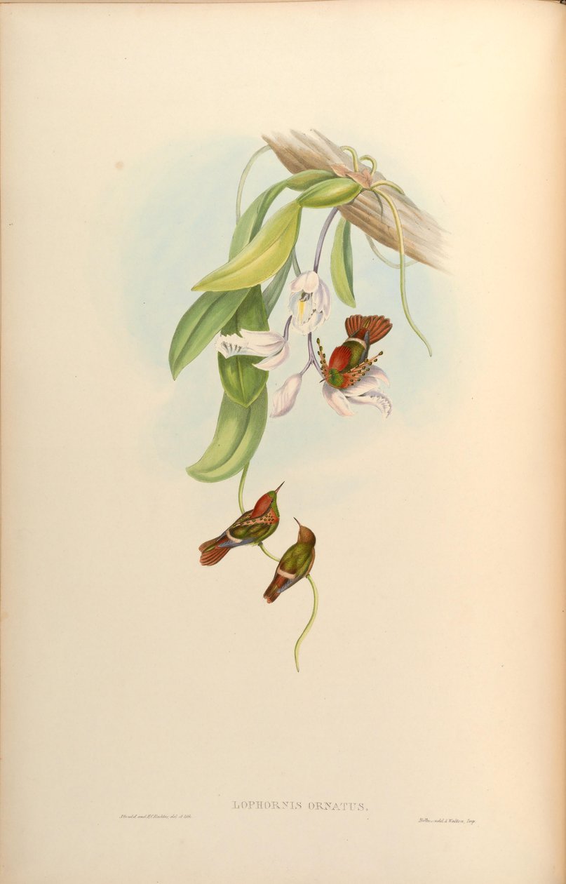 أثاث Lophornis بواسطة جون جولد