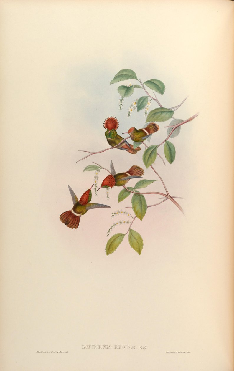 Lophornis Queen = Lophornis stictolophus بواسطة جون جولد