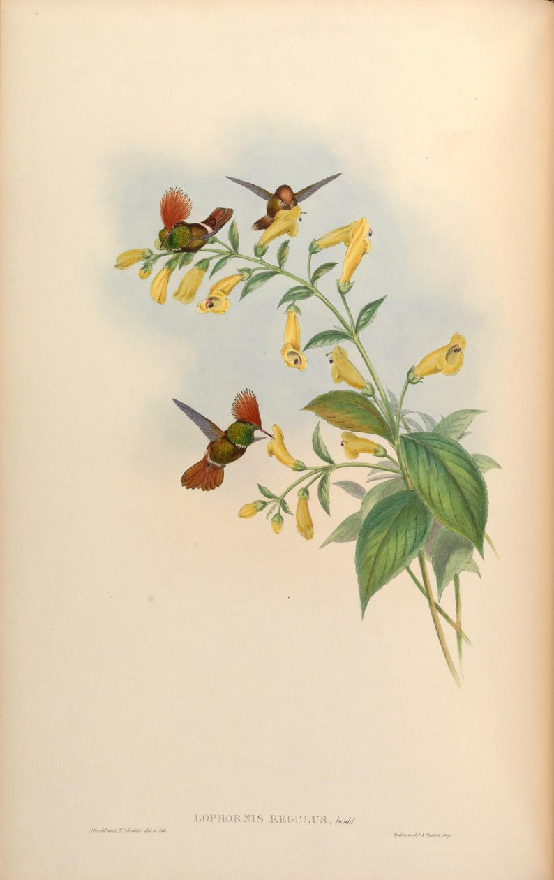تراجع Lophornis = Lophornis delattrei بواسطة جون جولد