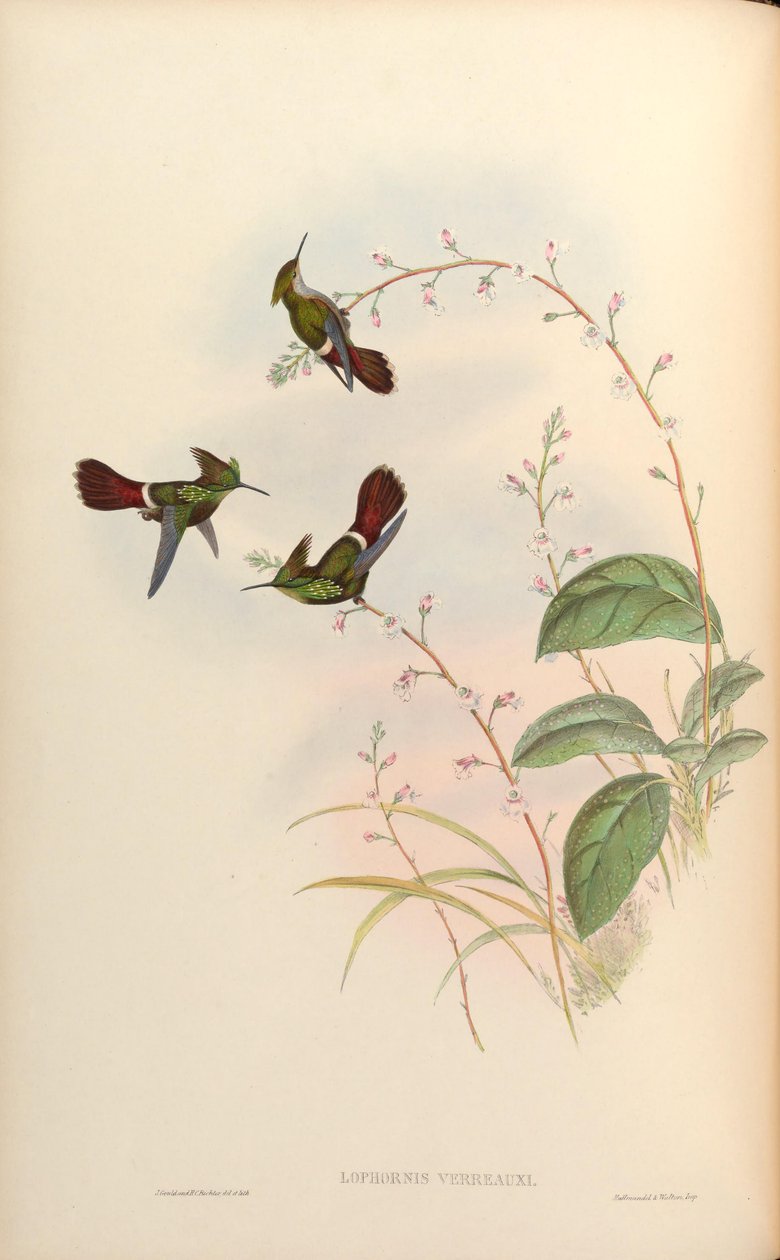 Lophornis verreauxi = Lophornis chalybaeus verrauxii بواسطة جون جولد