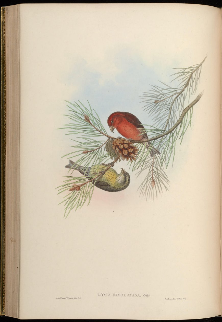 Loxia himalayensis = Loxia curvirostra himalayensis بواسطة جون جولد
