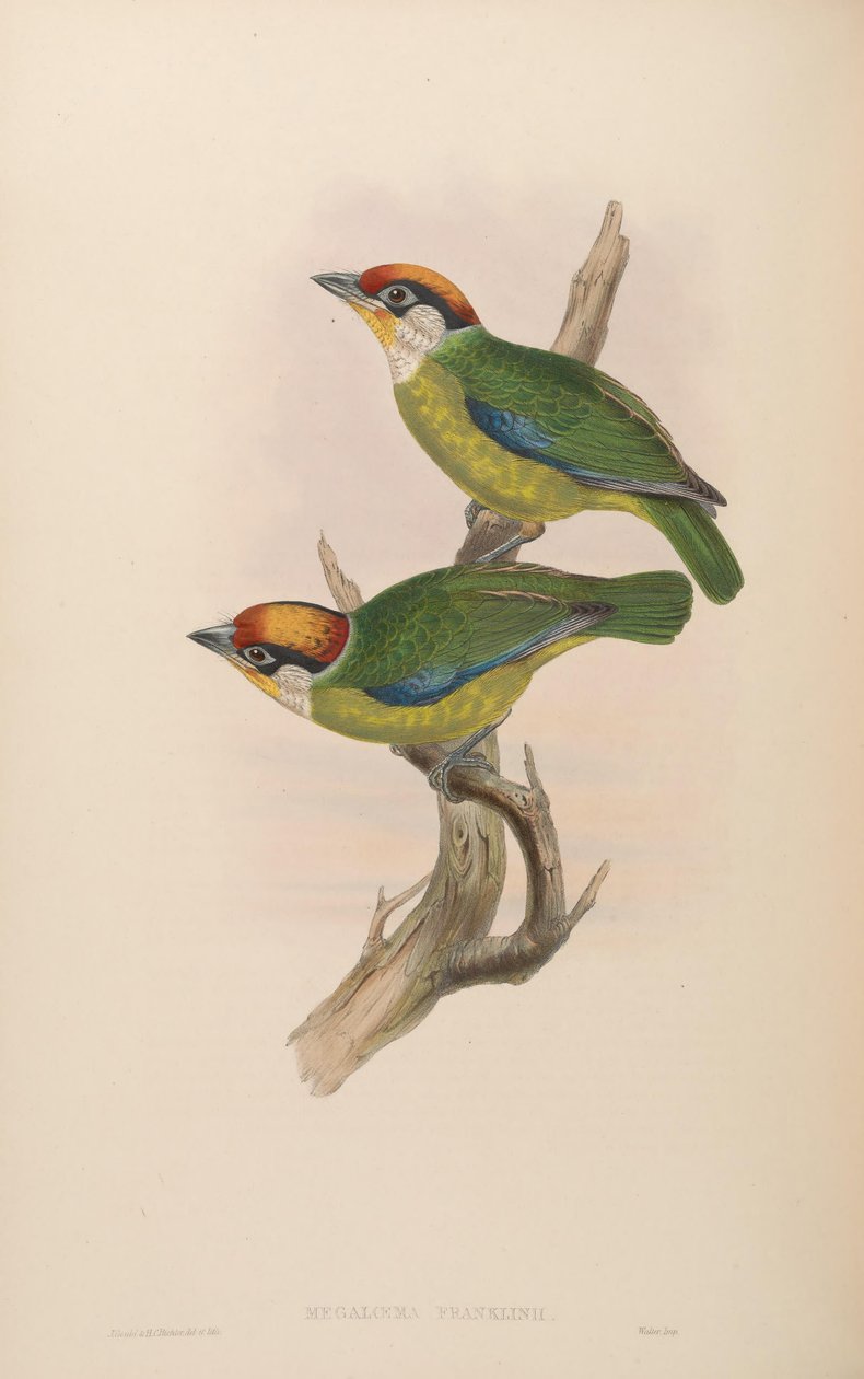 Megalaema franklinii = Megalaima franklinii بواسطة جون جولد