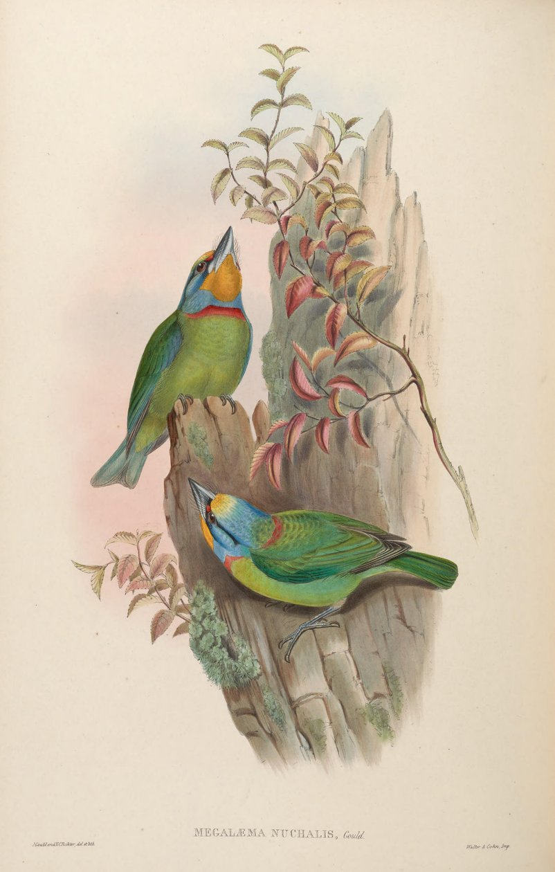 Megalaema nuchalis = Megalaima nuchalis بواسطة جون جولد