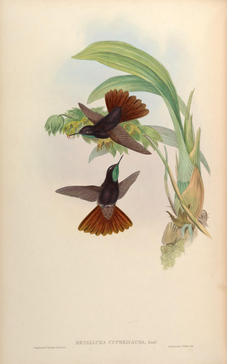 Metallura cupreicauda = Metallura Phoebe cupreicauda بواسطة جون جولد