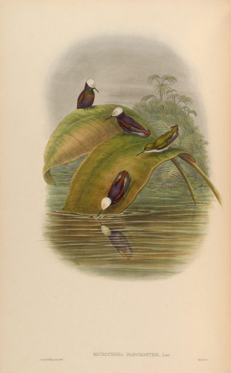 Microchera parvirostris = Microchera albocoronata parvirostris بواسطة جون جولد