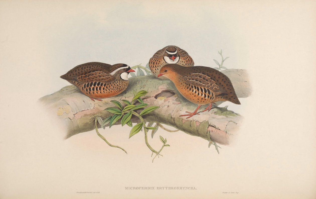 Microperdix erythrorhyncha = Perdicula erythrorhyncha بواسطة جون جولد