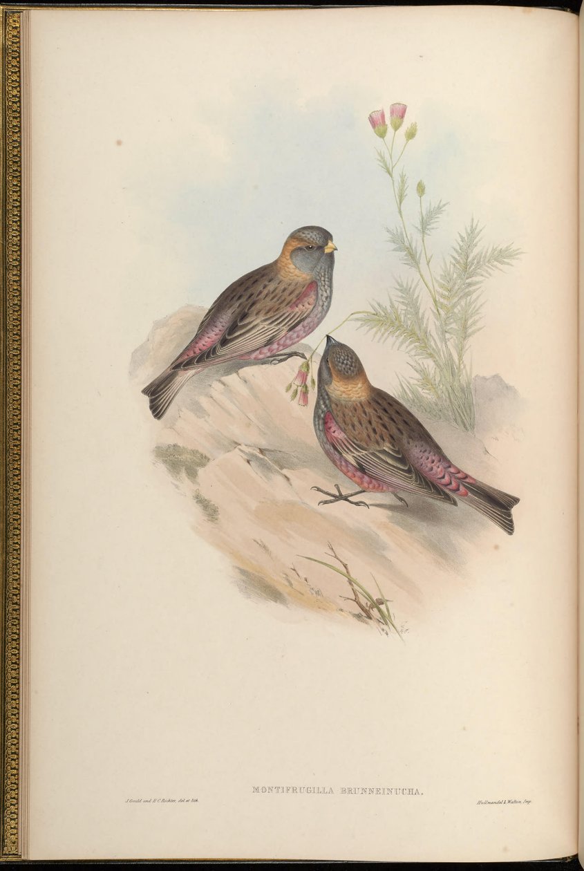 Montifringilla brunneinucha = Leucosticte brunneinucha = Leucosticte arctoa brunneinucha [2] بواسطة جون جولد