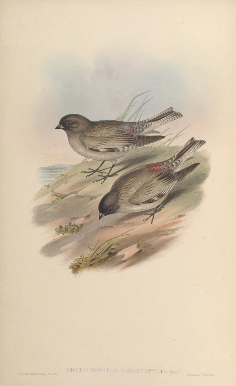 Montifringilla haematopygia = leucosticte brandti haematopygia بواسطة جون جولد