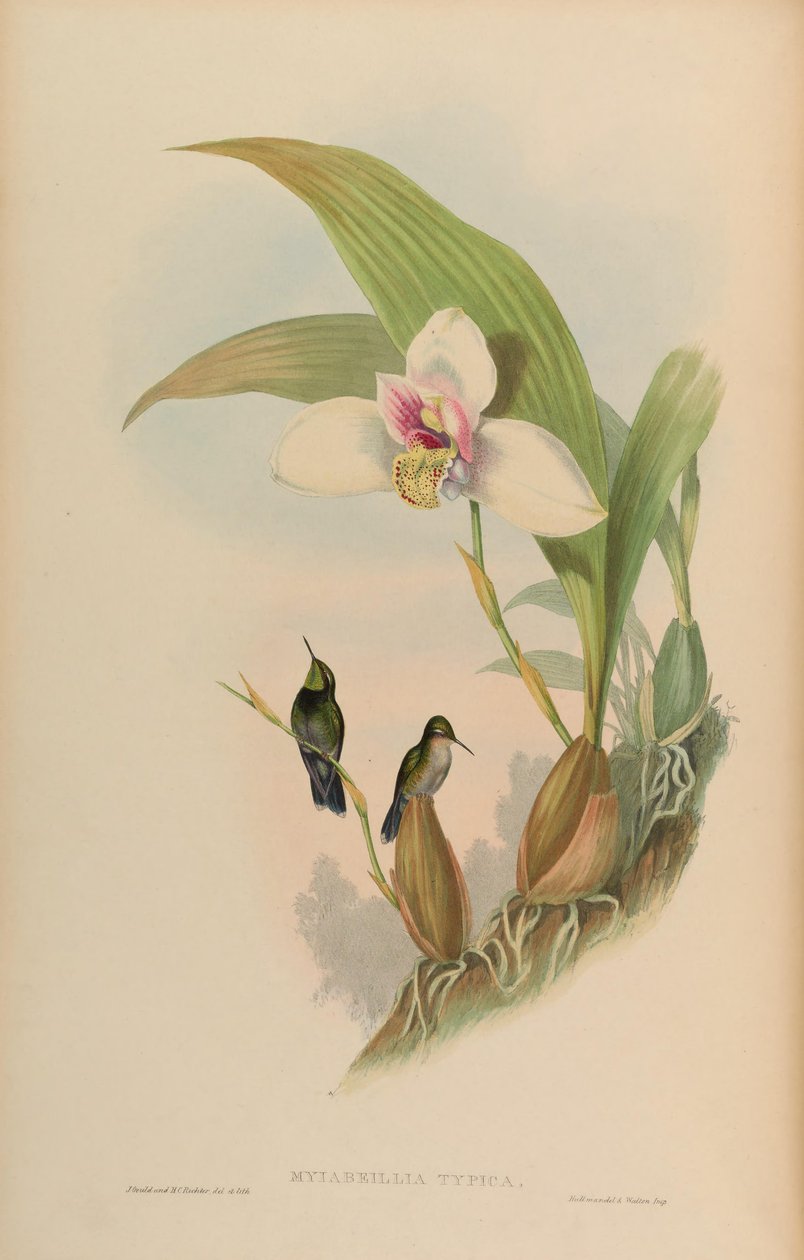 Myiabeilla typica = Abeillia abeillei بواسطة جون جولد