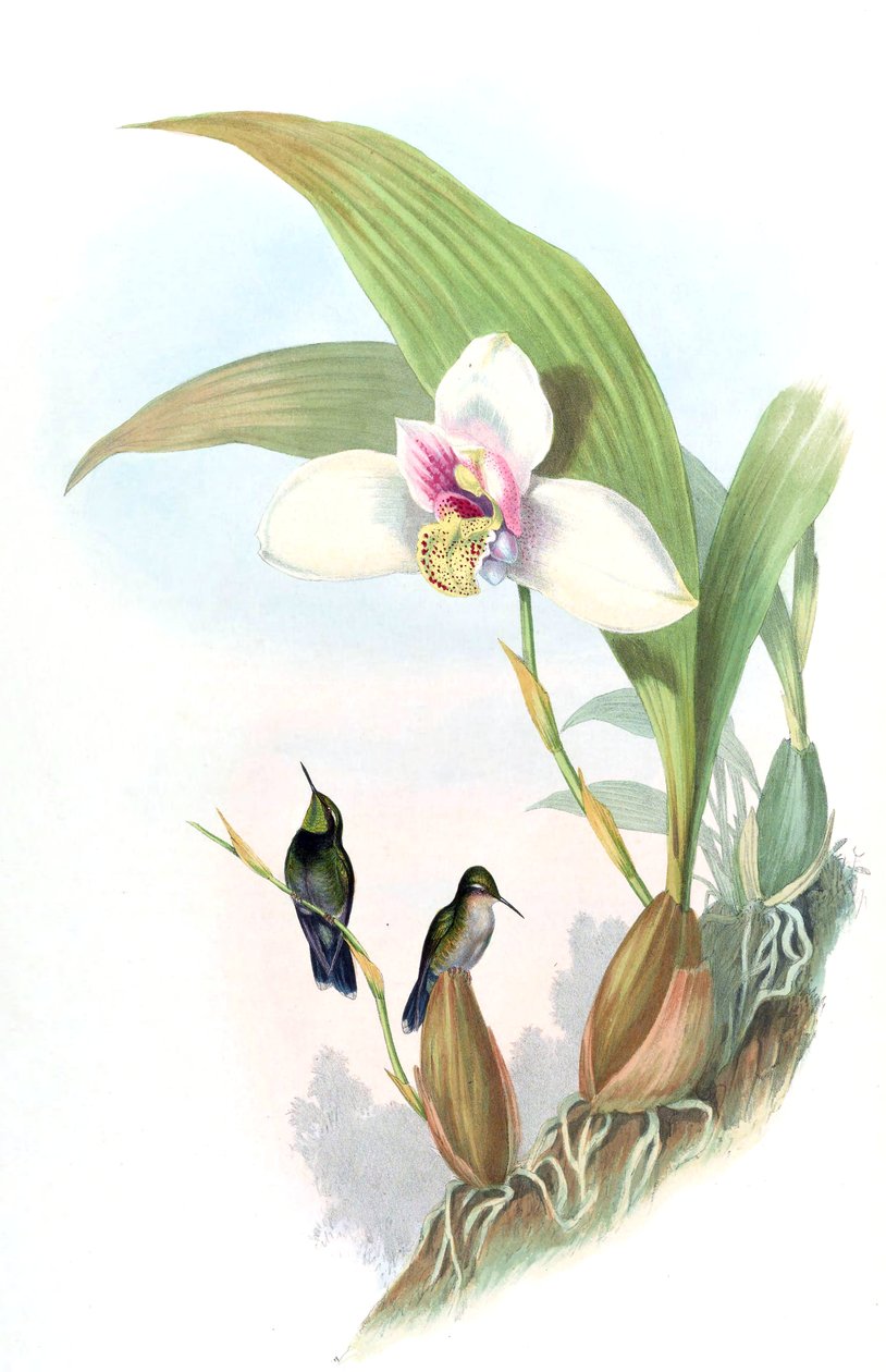Myiabeilla typica = Abeillia abeillei بواسطة جون جولد
