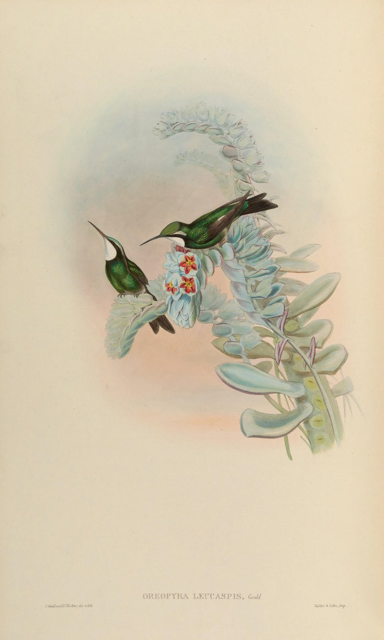 Oreopyra leucaspis = Lampornis castaneoventris بواسطة جون جولد
