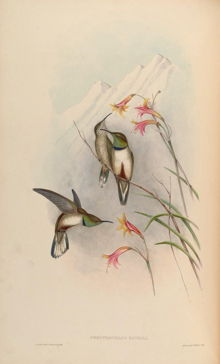 Oreotrochilus estella بواسطة جون جولد