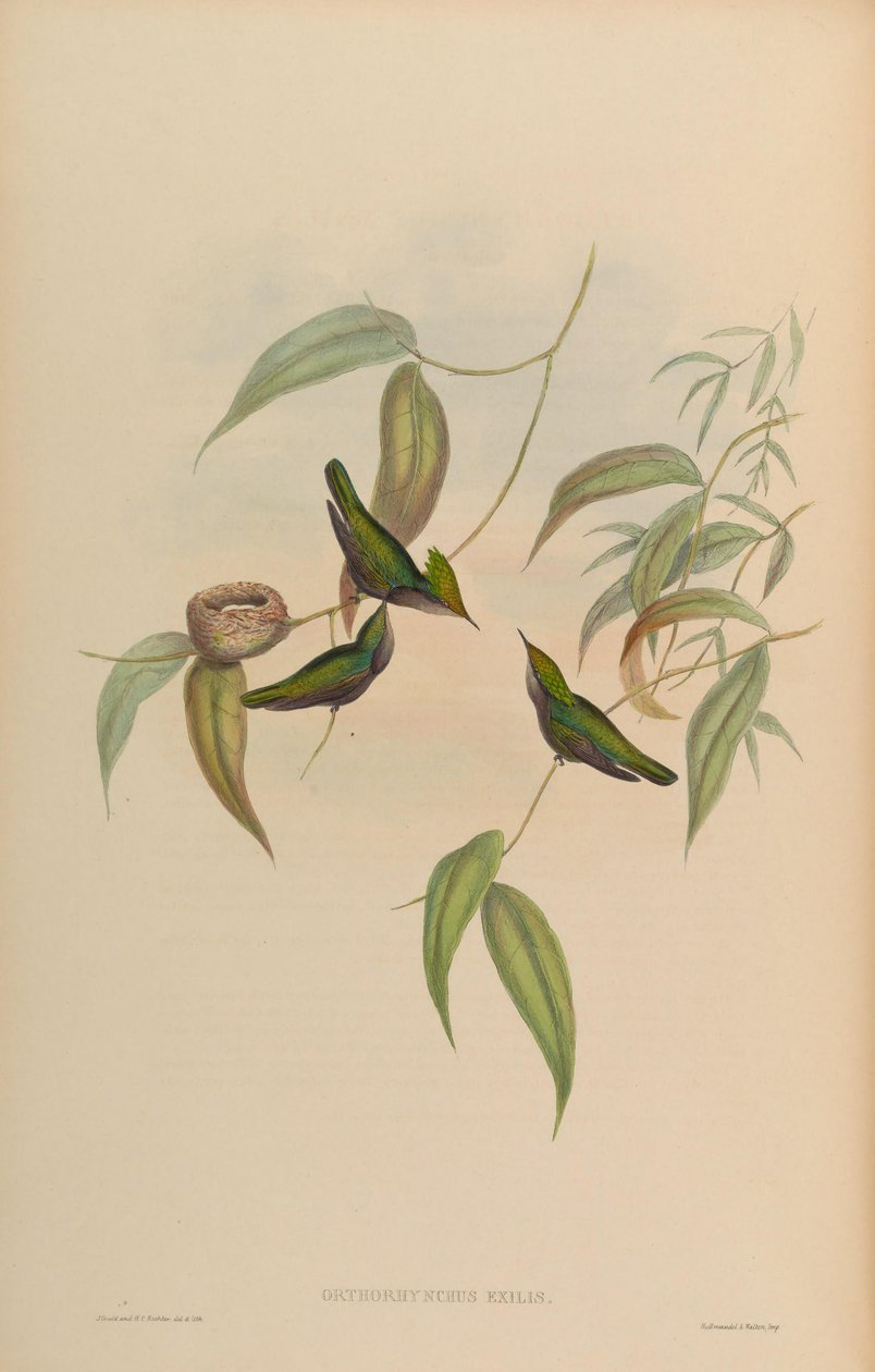 Orthorhynchus يعني = متوج طفيف orthorhynchus بواسطة جون جولد