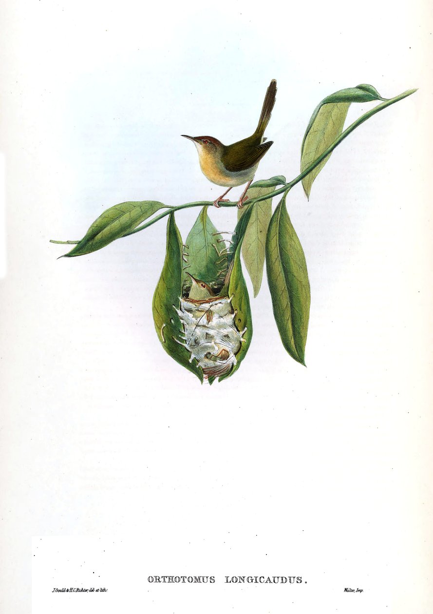 Orthotomus longicaudus = Orthotomus sutorius longicaudus بواسطة جون جولد