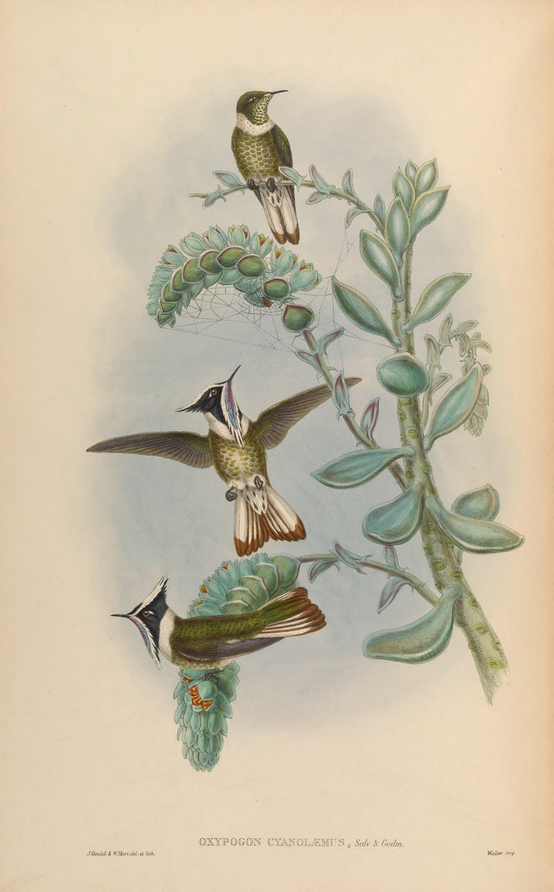 Oxypogon cyanolaemus = Oxypogon guerinii cyanolaemus بواسطة جون جولد