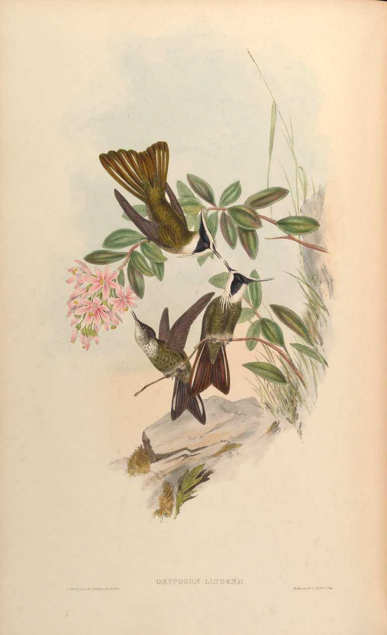 Oxypogon lindenii = Oxypogon guerinii lindenii بواسطة جون جولد